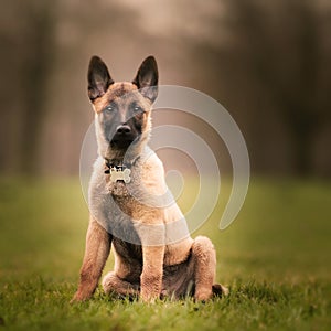 Selective focus shot of an adorable Belgian malinois puppy outdoors during daylight