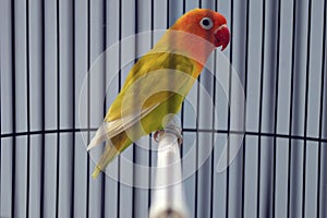 Selective focus shot of an adorable colorful parrot in a cage