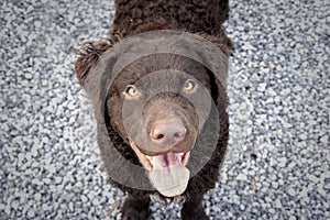 Selective focus shot of an adorable curly-coated retriever