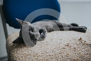 Selective focus shot of an adorable gray domestic cat lying on a chair