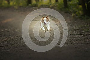 Selective focus shot of an adorable Kooikerhondje dog