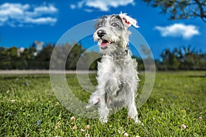 Selective focus shot of adorable Miniature Schnauzer on nature background