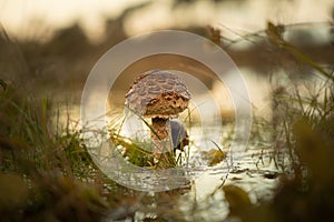 Selective focus shot of agaricaceae mushroom