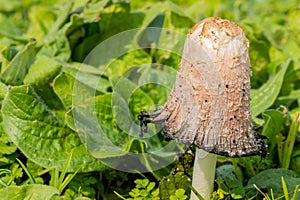 Selective focus shot of Agaricaceae mushroom Cape Town, South Africa