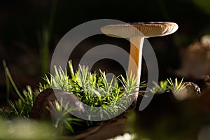 Selective focus shot of an Agaricus mushroom on a blurred background