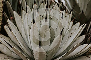 Selective focus shot of an agave leaves - perfect for wallpaper
