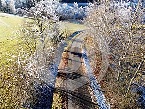 Selective focus shot of an alley of frosted trees outdoors