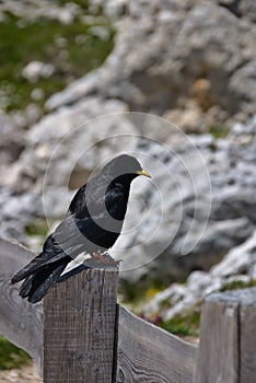 Selective focus shot of alpine chough (pyrrhocorax graculus) perched on a wooden fence