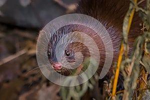 Selective focus shot of American mink (Nogales vision)