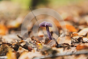 Selective focus shot of an Amethyst Deceiver Mushroom in Thornecombe Woods, Dorchester, Dorset, UK