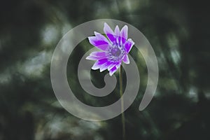 Selective focus shot of an Anemone hortensis flower
