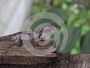 Selective focus shot of an Anolis cybotes reptile on a wooden log