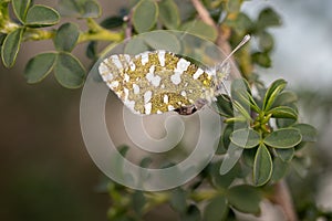 Selective focus shot of anthocharis cardamines butterfly on a green plant