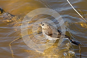 Selective focus shot of Anthus spinoletta or water pipit perched on water outdoors