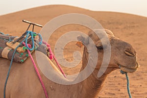 Selective focus shot of the Arabian camel in the desert