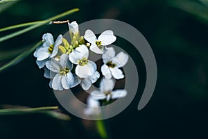 Selective focus shot of Arabidopsis thaliana (thale cress) in Curonian Spit forest, Lithuania photo