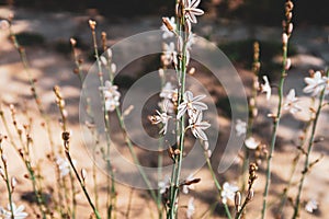 Selective focus shot of Asphodels white flowers with orange stripe