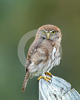 Selective focus shot of austral pygmy owl (Glaucidium nana)