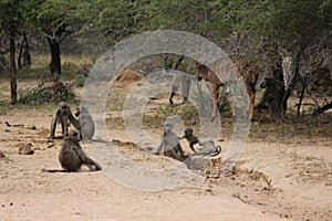 Selective focus shot of baboons and a deer in a fiel d
