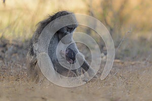 Selective focus shot of a baby baboon sleeping on its mother