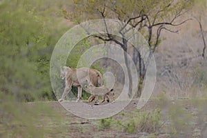 Selective focus shot of a baby lion walking near its mother in the distance