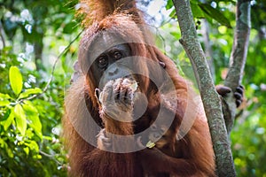 Selective focus shot of a baby orangutan hanging from its mother