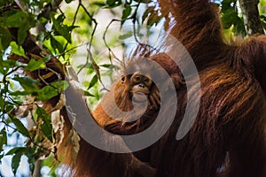 Selective focus shot of a baby orangutan hanging from its mother back