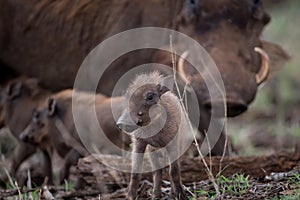 Selective focus shot of a baby warthog photo