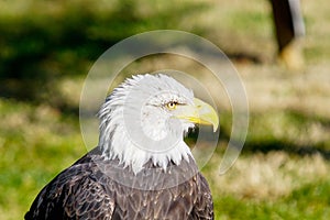 Selective focus shot of a bald eagle head