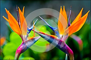 Selective focus shot of beautiful bird of paradise flowers with blurred background