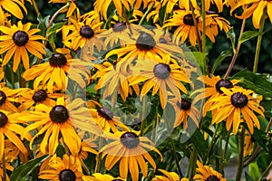 Selective focus shot of beautiful black-eyed Susan flowers in the middle of a field