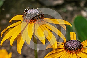 Selective focus shot of beautiful black-eyed Susan flowers in the middle of a field