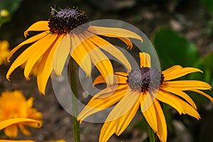 Selective focus shot of beautiful black-eyed Susan flowers in the middle of a field