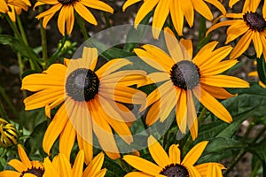 Selective focus shot of beautiful black-eyed Susan flowers in the middle of a field