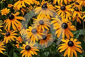 Selective focus shot of beautiful black-eyed Susan flowers in the middle of a field