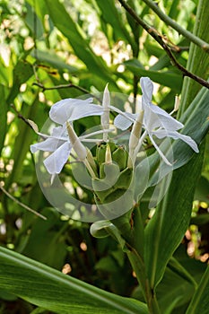 Selective focus shot of  beautiful blooming Hedychium coronarium