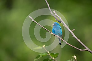 Selective focus shot of a beautiful blue indigo bunting bird perched on a branch