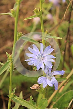 Selective focus shot of beautiful Chicory flower
