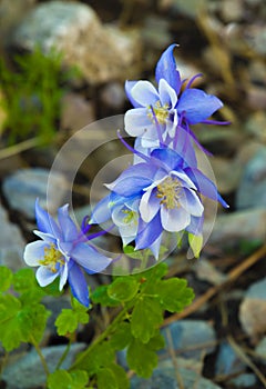 Selective focus shot of beautiful Colorado blue columbine flowers on blurred background