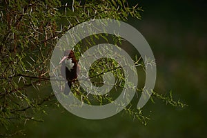 Selective focus shot of a beautiful Coraciiformes bird sitting on the branches of a spruce tree