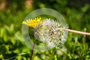 Selective focus shot of the beautiful dandelions blooming in the field