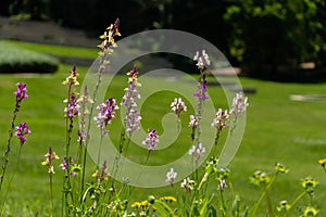 selective focus shot of beautiful flowers from the garden of Quinta Das Lagrimas, Coimbra, Portugal photo