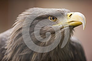 Selective focus shot of a beautiful golden eagle with a blurred background