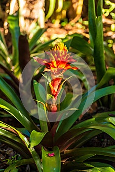 Selective focus shot of beautiful guzmania conifera flower photo