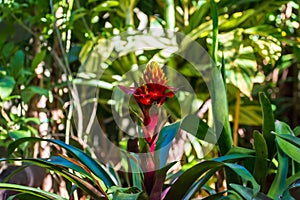 Selective focus shot of beautiful guzmania conifera flower photo