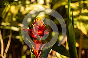 Selective focus shot of beautiful guzmania conifera flower photo