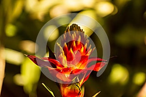 Selective focus shot of beautiful guzmania conifera flower photo