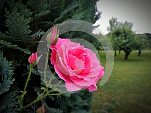 Selective focus shot of a beautiful opened pink rose with its two buds