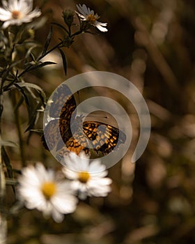 Selective focus shot of a beautiful Pearl crescent butterfly on chamomile flower in the garden