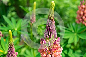 Selective focus shot of a beautiful pink broomrape flower surrounded by greenery
